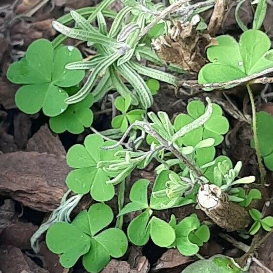 Oxalis incarnata Leaf