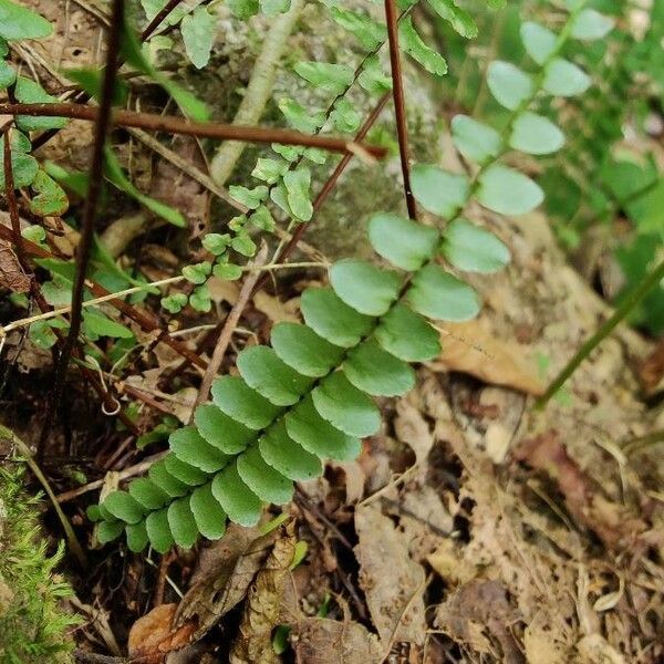 Asplenium platyneuron 葉