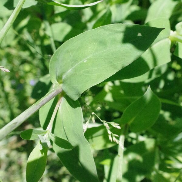 Silene vulgaris Foglia