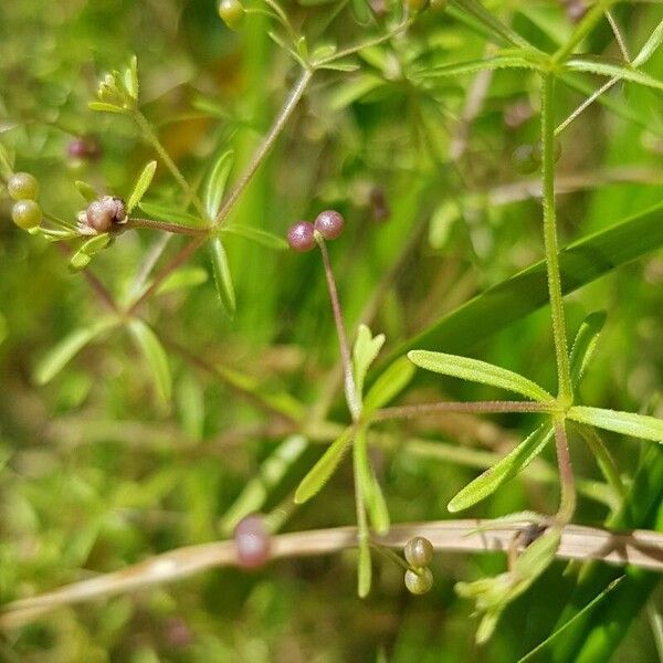 Galium trifidum Fruit