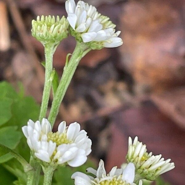 Tanacetum parthenium Blomma