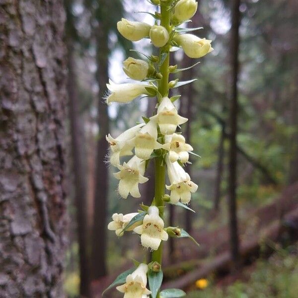 Digitalis lutea Blomma