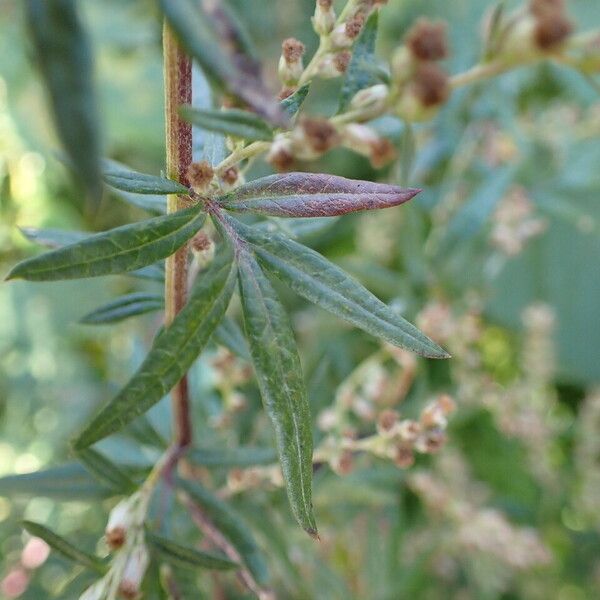 Artemisia vulgaris List