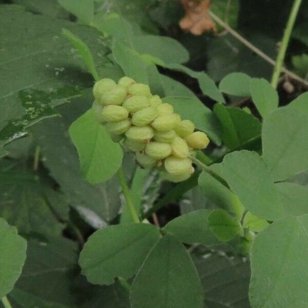 Medicago lupulina Blodyn