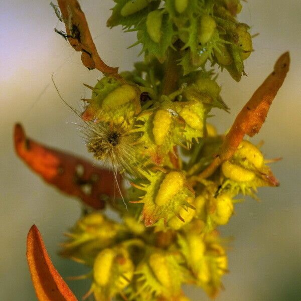 Rumex dentatus Frugt