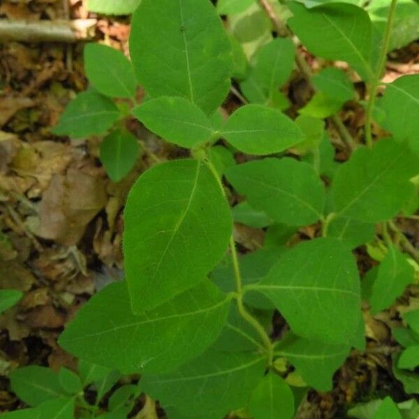 Diervilla lonicera Blad