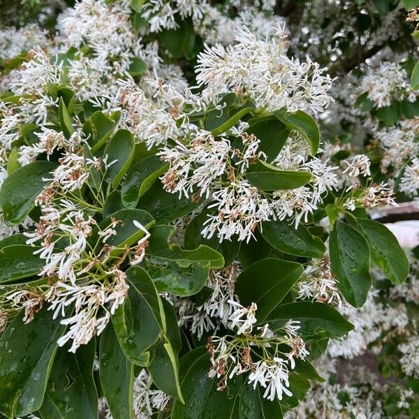 Chionanthus retusus Foglia