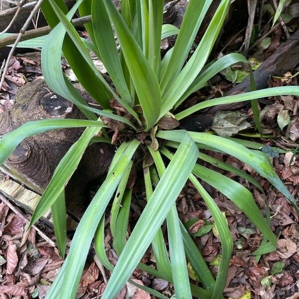 Yucca filamentosa Habit