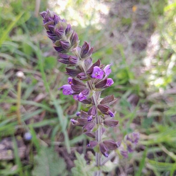 Salvia verbenaca Květ