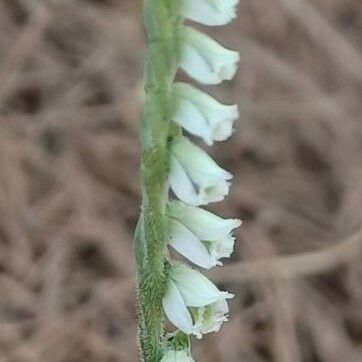 Spiranthes spiralis Virág