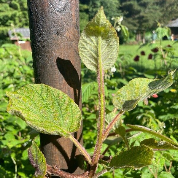 Actinidia chinensis Foglia