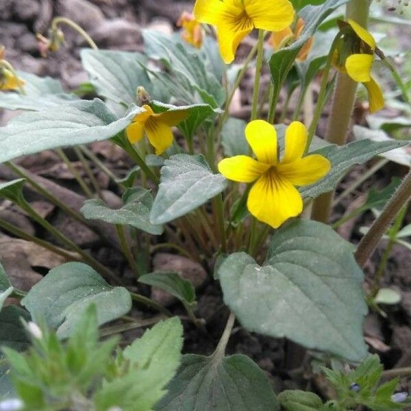 Viola purpurea ফুল