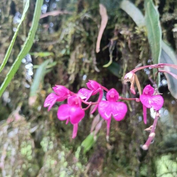 Comparettia falcata Flower