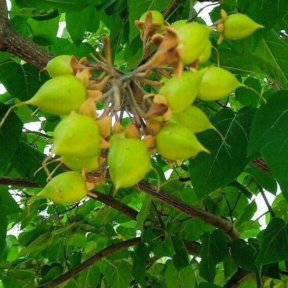 Paulownia tomentosa Frucht