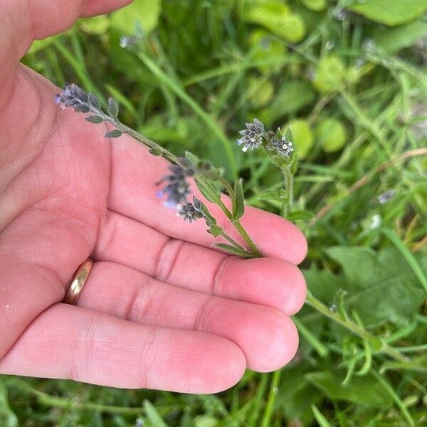 Myosotis discolor Λουλούδι