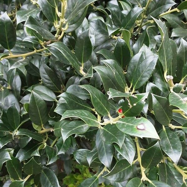 Ilex cornuta Folha