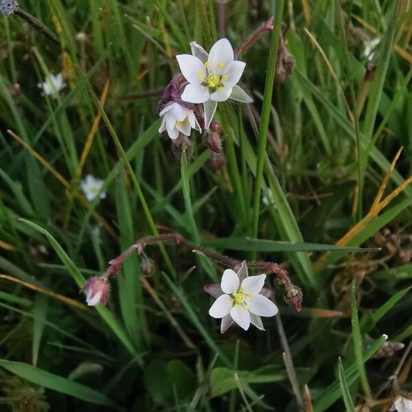 Spergula arvensis Кветка