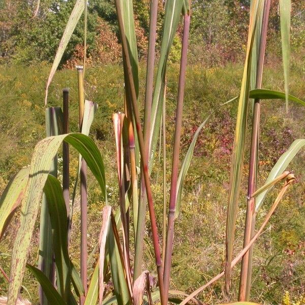 Erianthus alopecuroides Hábito