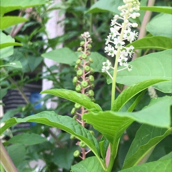 Phytolacca americana Flower