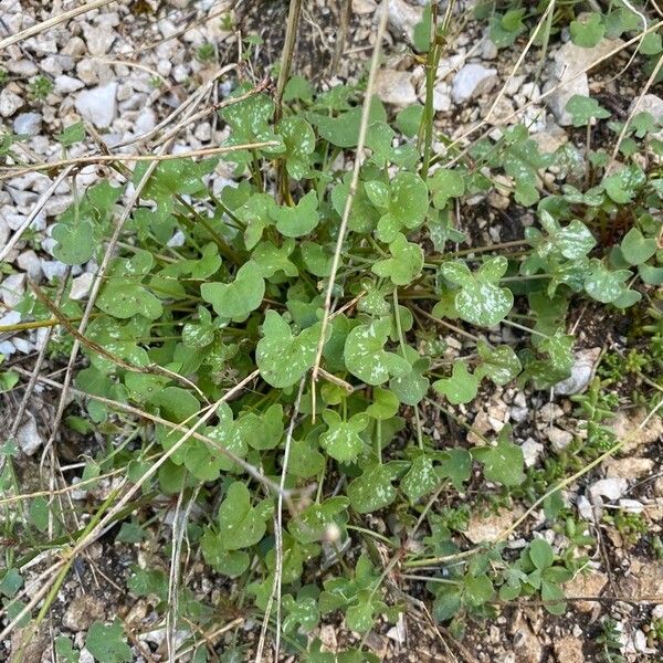 Rumex scutatus Habitus