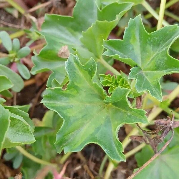 Pelargonium peltatum Lapas