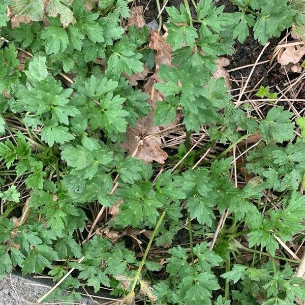 Ranunculus repens Φύλλο