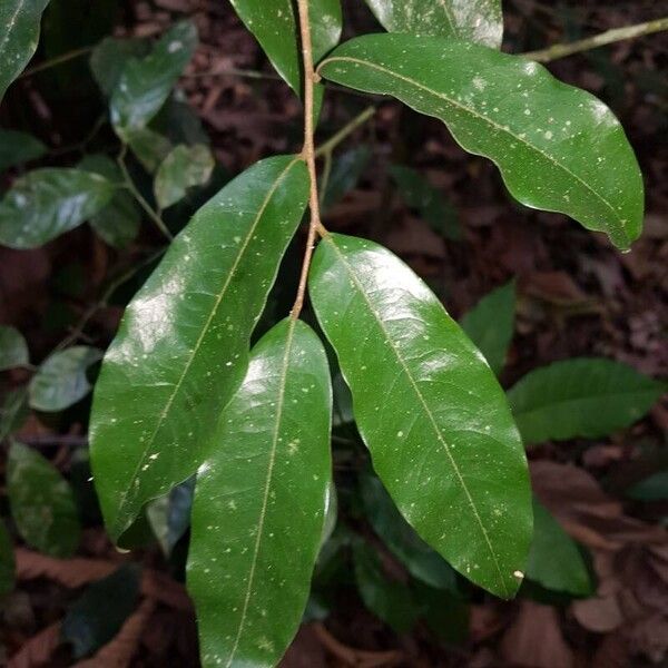 Oxandra venezuelana Lapas