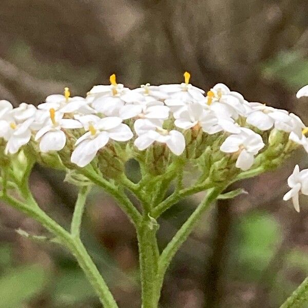 Achillea ligustica Blodyn