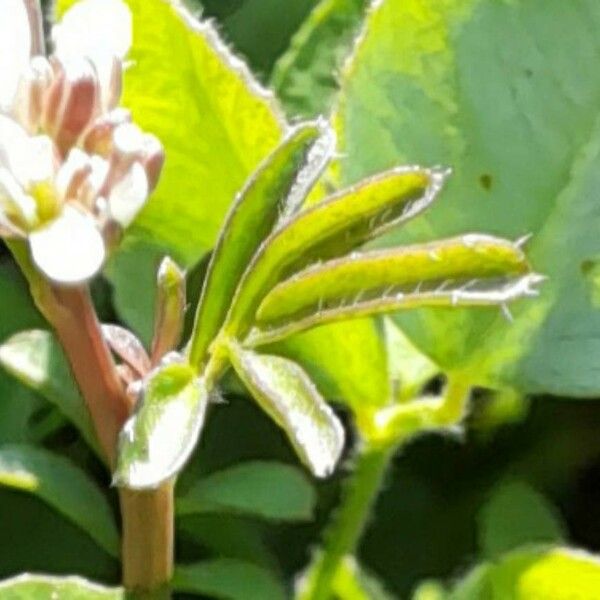 Cardamine hirsuta Fulla