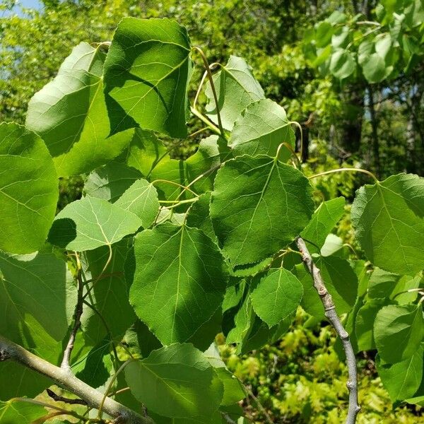 Populus tremuloides Leaf