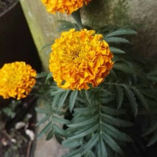 Tagetes erecta 叶