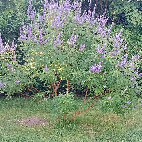 Vitex agnus-castus Hábito