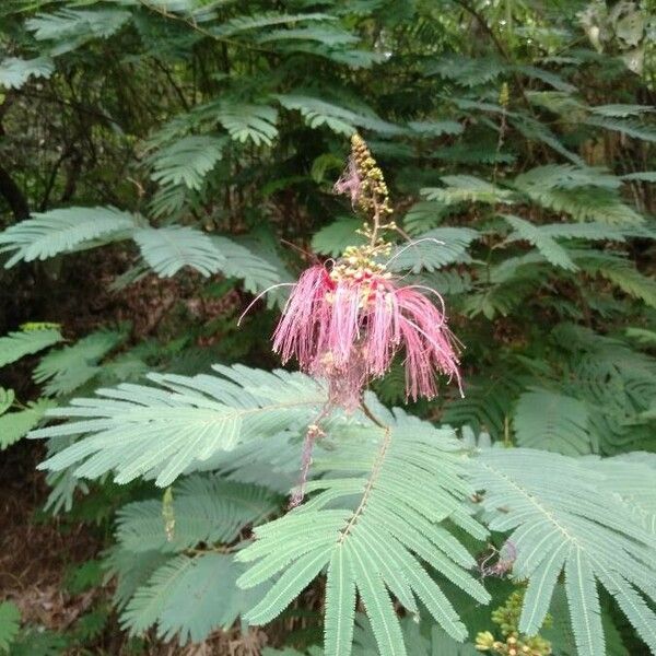 Calliandra houstoniana Flor