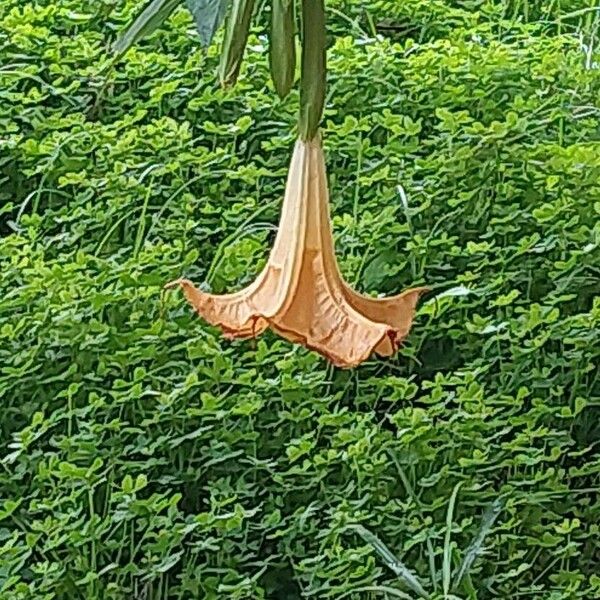 Brugmansia versicolor Flower