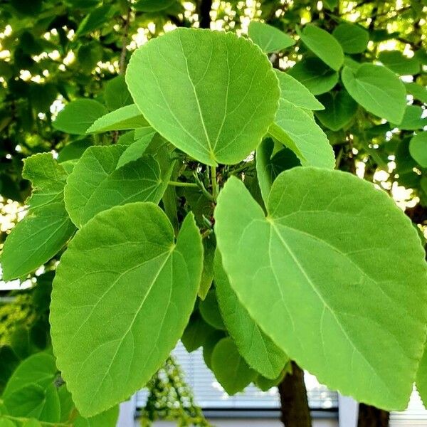 Cercidiphyllum japonicum Leaf