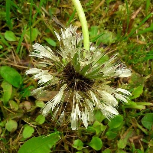 Taraxacum sect. Taraxacum Плод