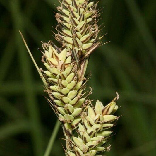 Carex buxbaumii 果實