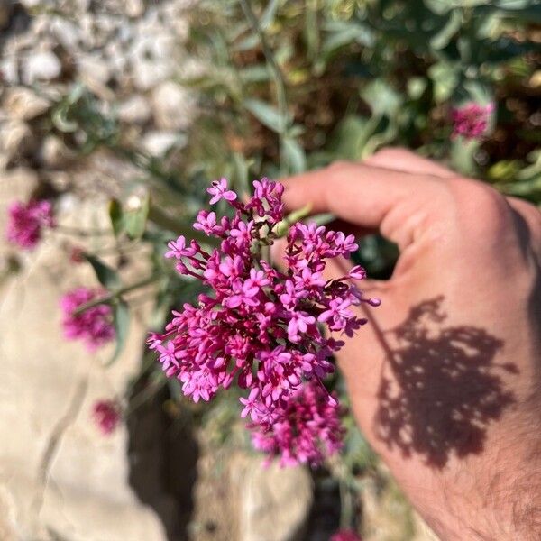 Centranthus lecoqii Квітка