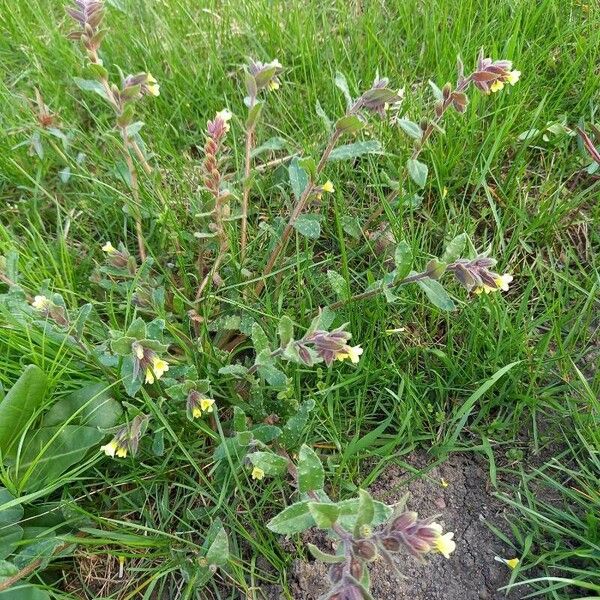 Nonea lutea Elinympäristö