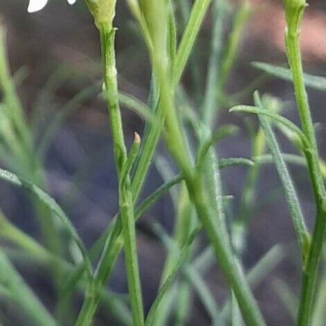 Symphyotrichum subulatum 叶