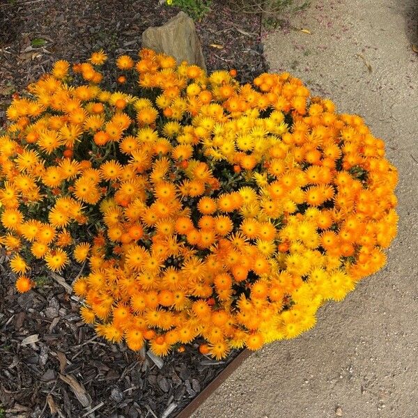 Lampranthus glaucoides 花