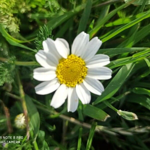 Anacyclus clavatus Flor