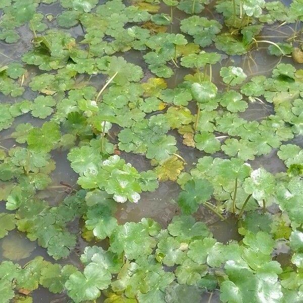 Hydrocotyle ranunculoides Blad