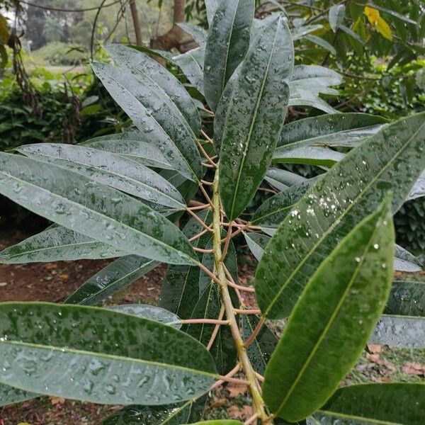 Sapium glandulosum Лист