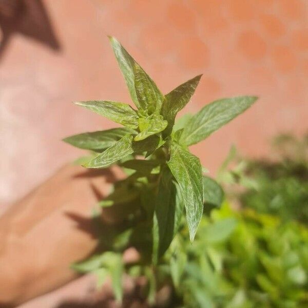 Lithospermum officinale ᱥᱟᱠᱟᱢ