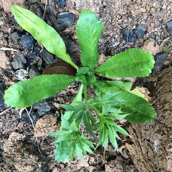 Eryngium foetidum Leaf