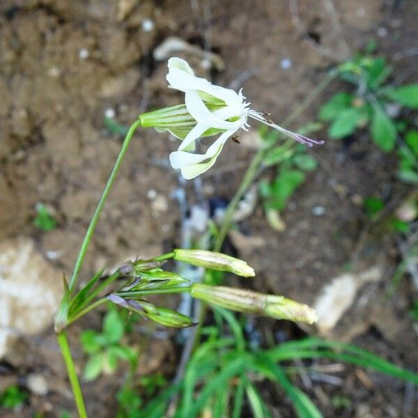 Silene nutans Flors