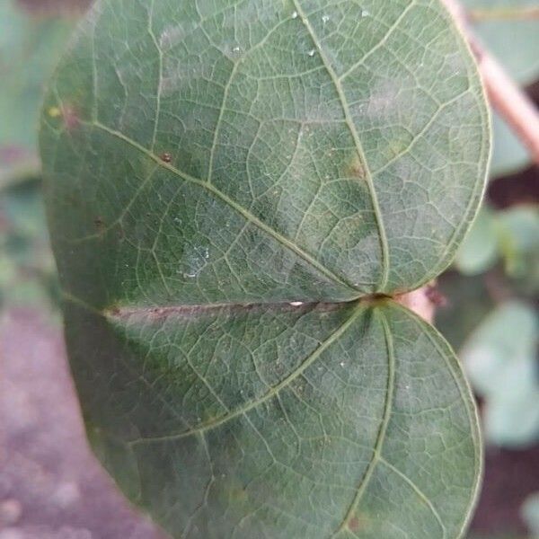 Bauhinia galpinii Leaf