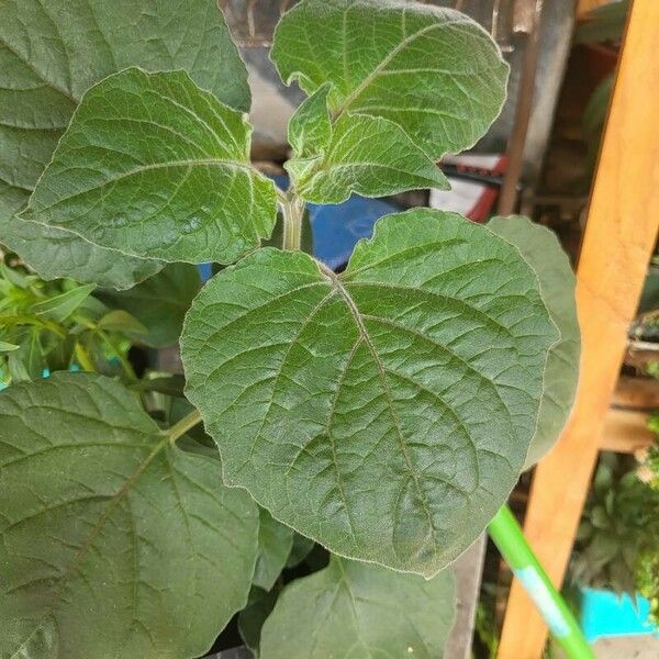 Physalis peruviana 叶