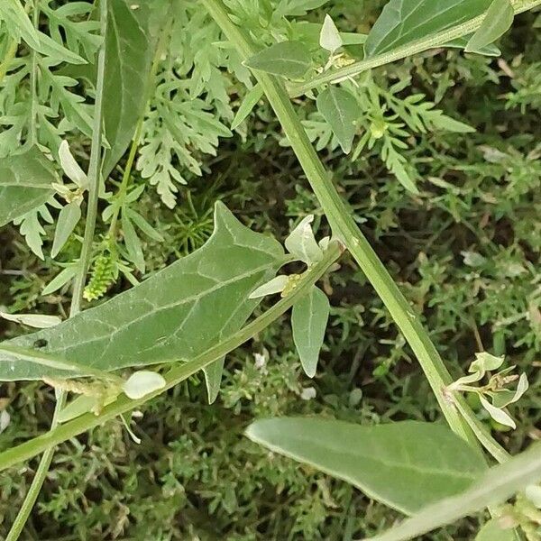 Atriplex micrantha Blad